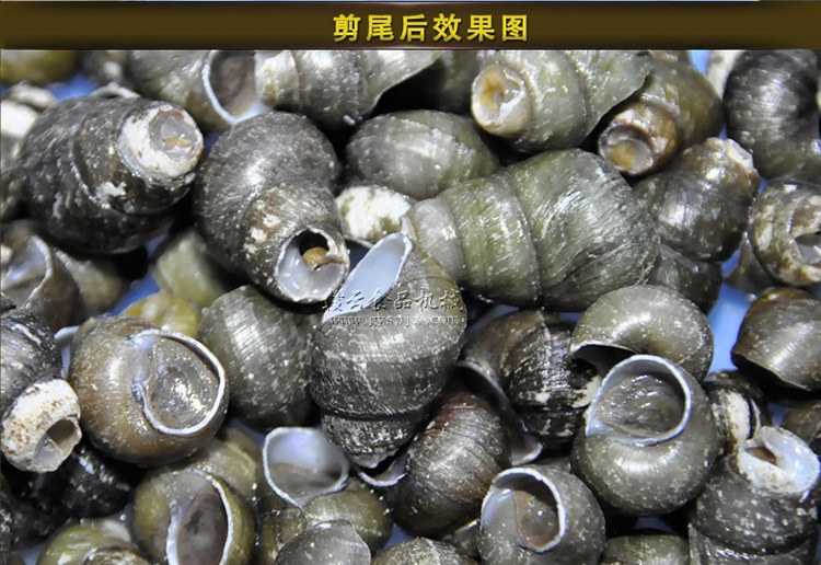 贛云牌全自動(dòng)田螺剪尾機(jī)，田螺去尾的機(jī)器哪里的好(圖13)